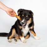 Bois-d'olivier pour chien