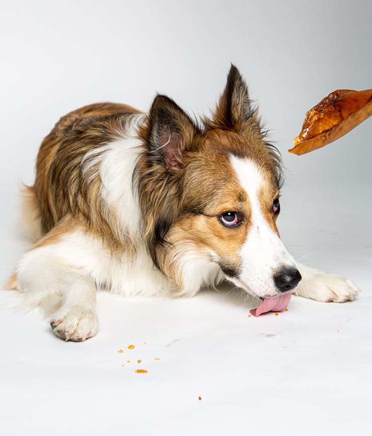 oreille-de-cochon--pour-chien