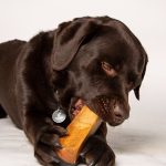 bois à mâcher pour chien