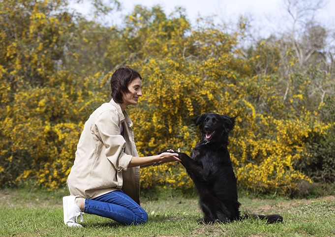 Friandises Pour Chien - Nez De Porc Blancs Séchés - Lot De 20 - 100% Naturel, Riche En Protéines - Pour Hygiène Dentaire Et Mastication Longue Durée