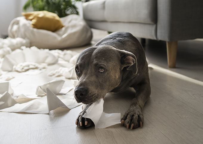Comment arrêter les aboiements de mon chien en appartement