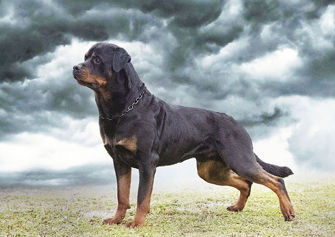 mastication-chez-le-chien