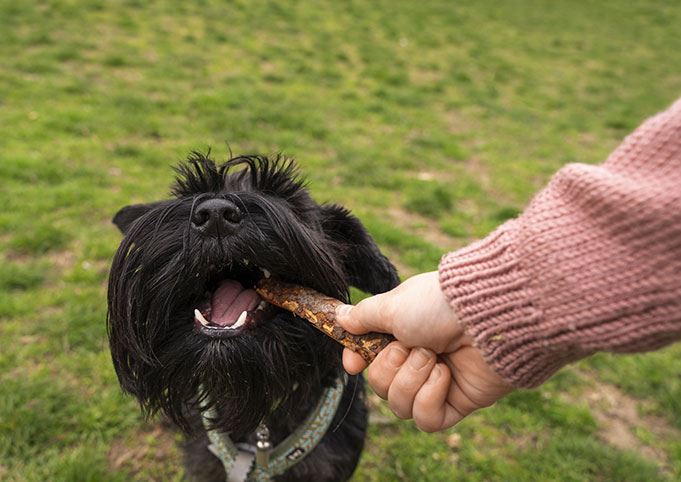 mastication-chez-le-chien