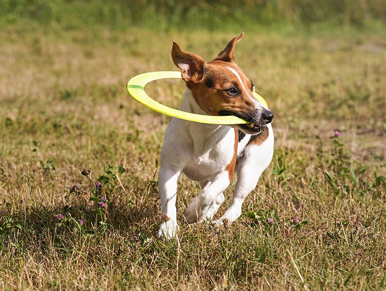 sport avec son chien