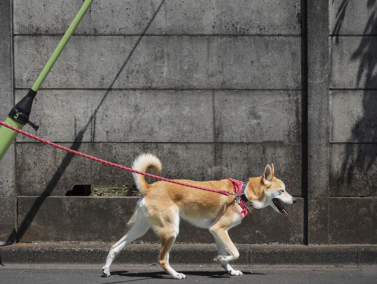 sport avec son chien
