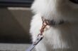 Laisse pour chien gris