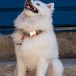 collier-pour-chien