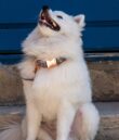 collier-pour-chien