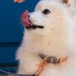 collier-pour-chien