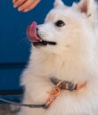 collier-pour-chien