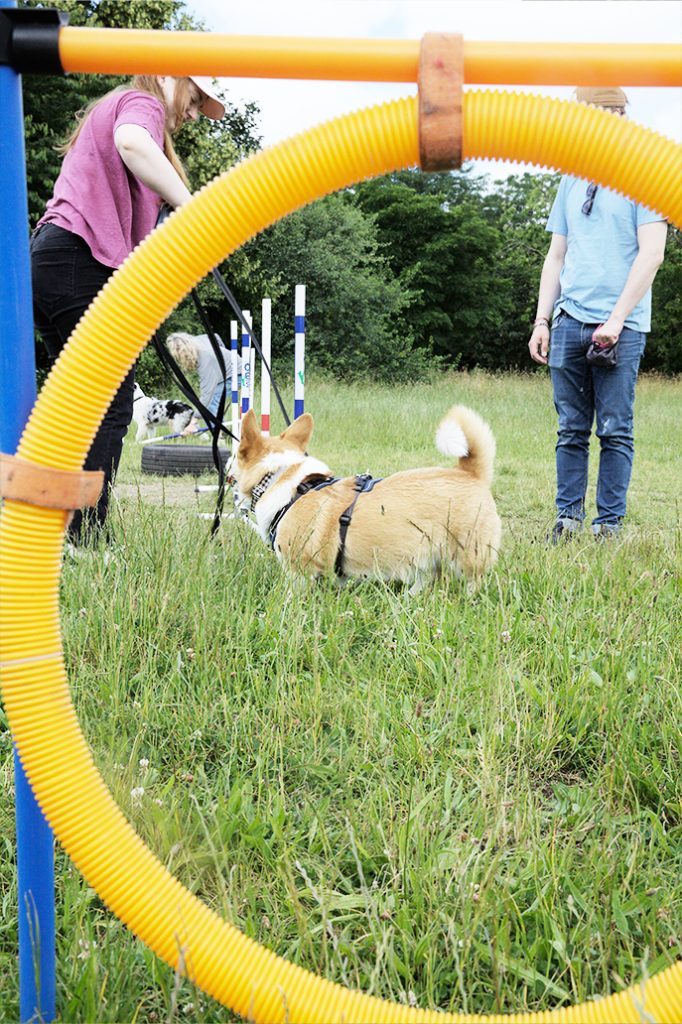 cours agility paris