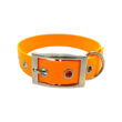 collier pour chien