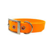 collier pour chien