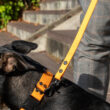 Laisse orange pour chien