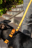 Laisse orange pour chien