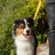 Poignée orange pour chien