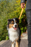 Poignée orange pour chien