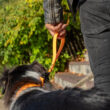 Poignée orange pour chien