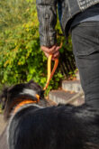 Poignée orange pour chien
