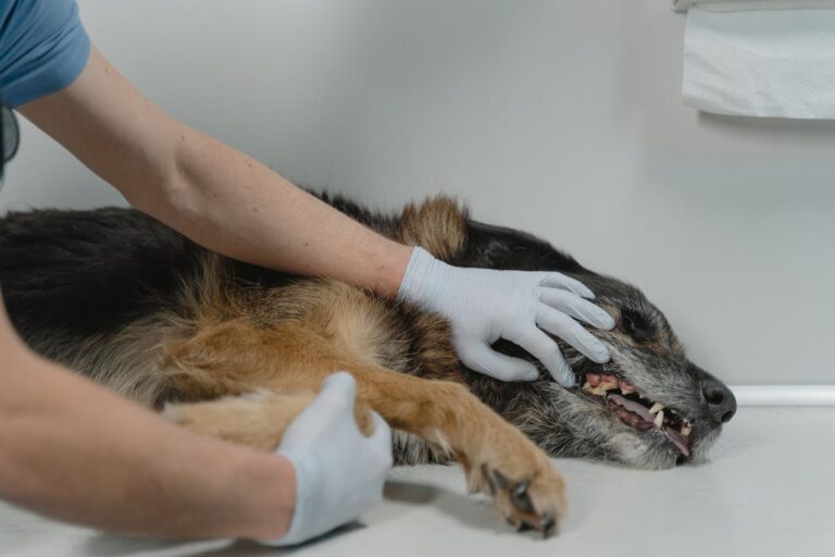 Vétérinaire traitant un cas d'arthrose chez le chien pour soulager des douleurs articulaires chez le chien