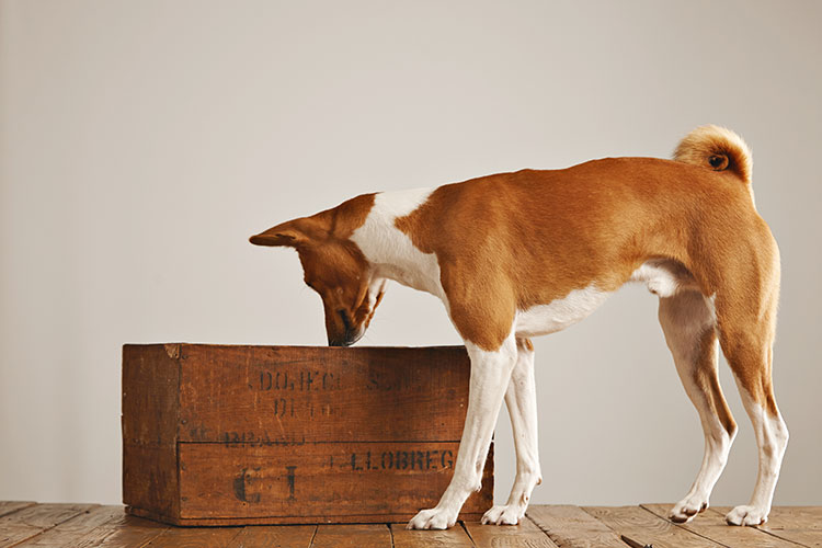 Nosework