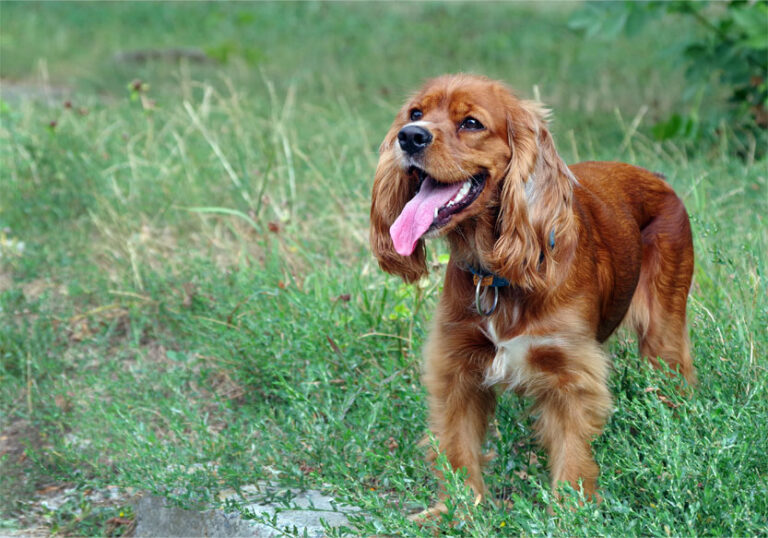 Cocker-Anglais-
