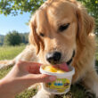Glace pour chien Ice Dog® – 3 saveurs gourmande