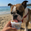 Glace pour chien Ice Dog® – 3 saveurs gourmande