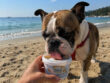 Glace pour chien Ice Dog® – 3 saveurs gourmande