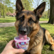 Glace pour chien Ice Dog® – 3 saveurs gourmande