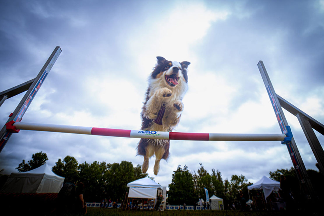 Agility
