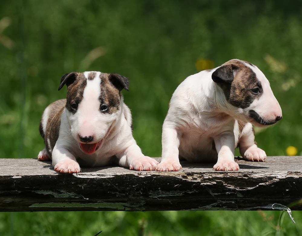 Cours puppies