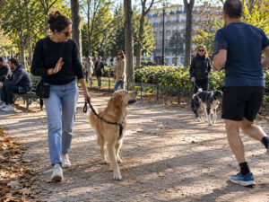 éducation canine pour mauvais comportement chien